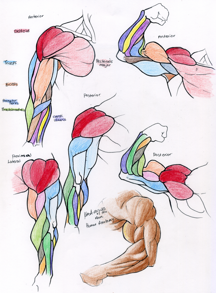 Анатомия мышц рук человека. Мышцы руки анатомия. Анатомия мышц рук референс. Анатомия человека мышцы референс. Мышцы человека анатомия референс анатомия руки.