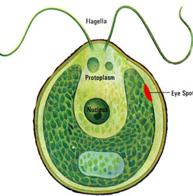 Рисунок клетки водорослей. Зелёные водоросли хламидомонада. Водоросль хламида Монада. Одноклеточная водоросль хламидомонада. Стигма у хламидомонады.