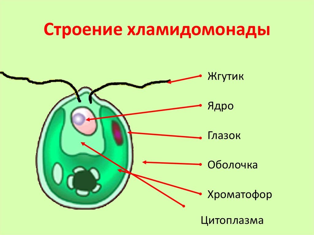 Отдел одноклеточных водорослей. Строение клетки хламидомонады 5 класс биология. Строение одноклеточной зеленой водоросли хламидомонады. Водоросли 6 класс биология хламидомонады строение. Строение одноклеточной водоросли хламидомонады.