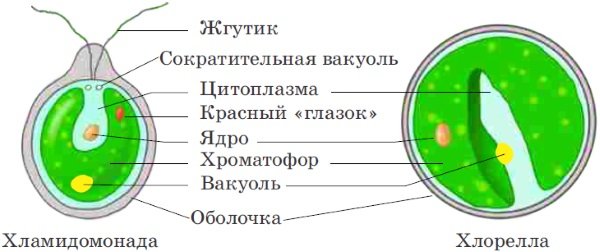 Схема строения клетки хлореллы