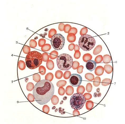 Лейкоциты гистология строение