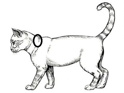 Кошка сбоку