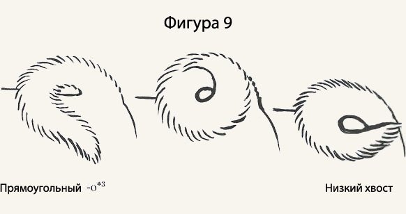 Нарисовать хвост собаки