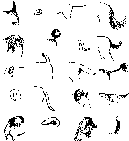 Форма хвоста у собак