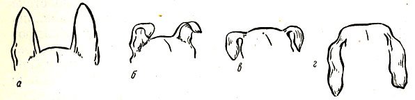 Форма ушей: висячие полустоячие.