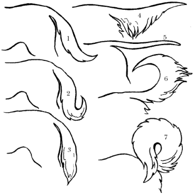 Саблевидная форма хвоста