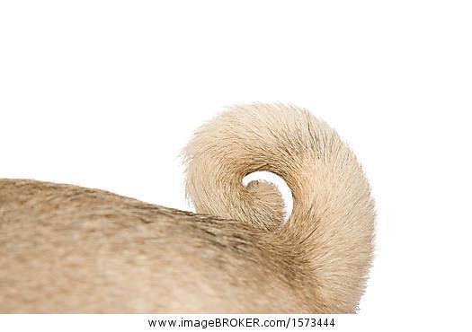 Хвостик колечком