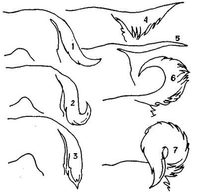 Хвост собаки