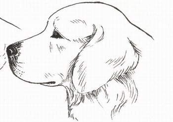 Золотистый ретривер