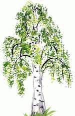 Береза рисунок для детей на прозрачном фоне