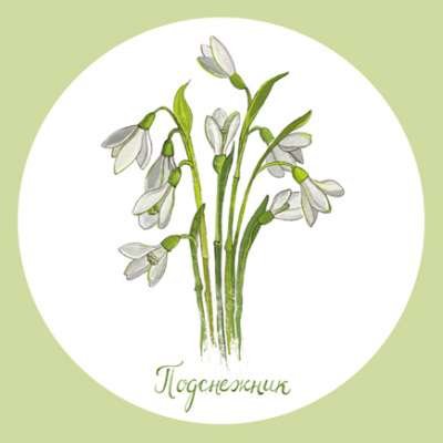Эмблема Подснежник