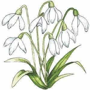 Рисунок подснежника карандашом для детей