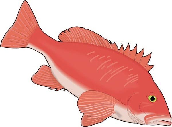 Рыба красный окунь