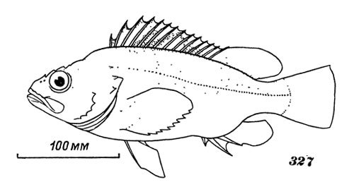 Морской окунь на белом фоне