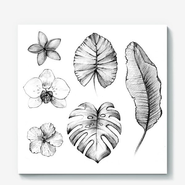 Зарисовки растительных форм