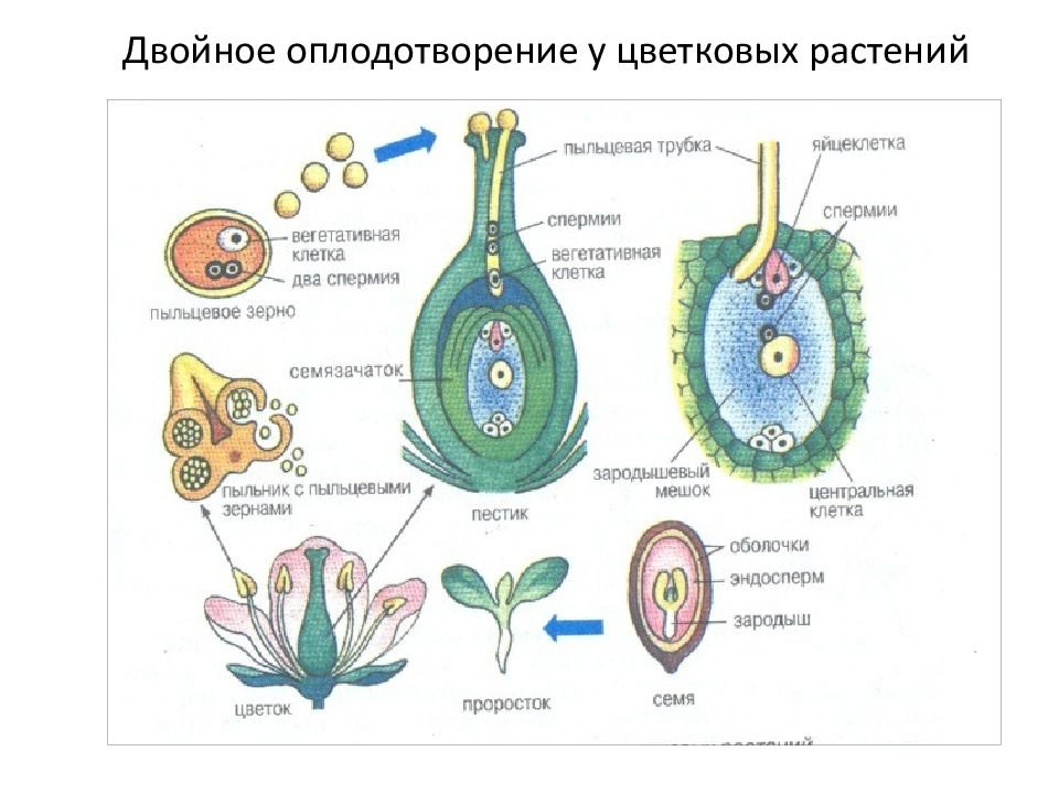 Что развивается внутри семязачатка зародышевый мешок. Строение цветка зародышевый мешок. Оплодотворение покрытосеменных растений схема. Схема двойного оплодотворения у покрытосеменных растений. Размножение покрытосеменных растений схема.