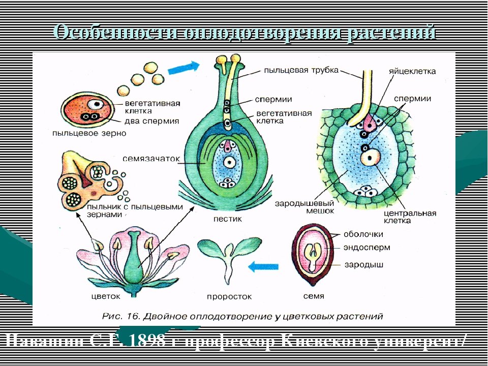 С помощью какой мужской клетки происходит размножение