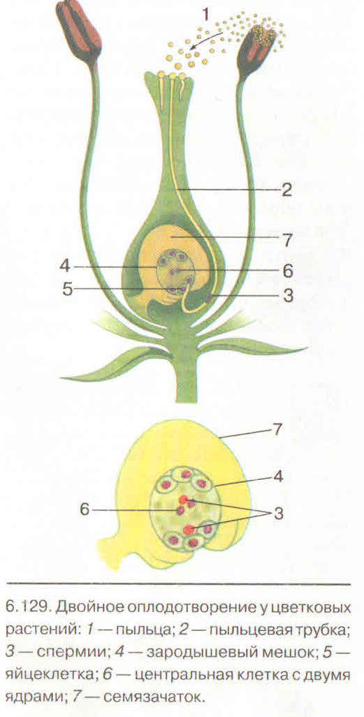 Образование пыльцы в пыльцевом мешке. Схема оплодотворения у цветковых растений 6 класс. Схема двойного оплодотворения у растений. Схема двойного оплодотворения у покрытосеменных растений. Строение цветка и двойное оплодотворение у цветковых растений.