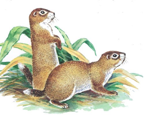 Суслик рисунок