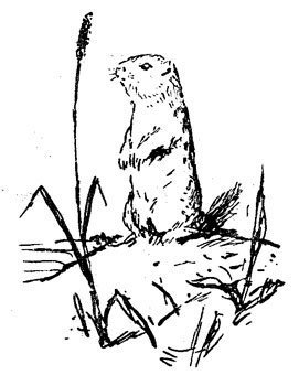 Суслик раскраска