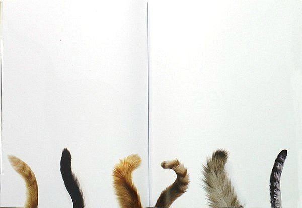 Хвостик кота