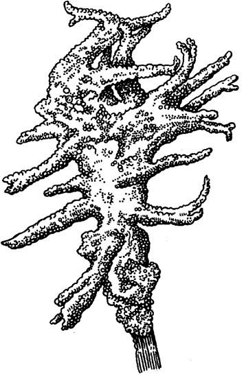 Пресноводная губка бадяга строение