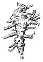 Губка бадяга скелет