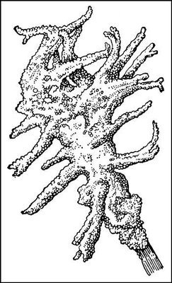 Бадяга Пресноводная