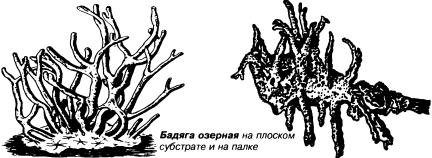 Губка бадяга строение