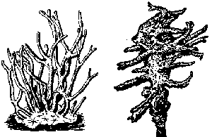 Губка бадяга строение