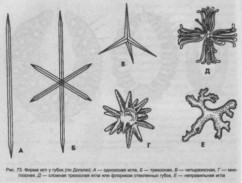 Строение губки Спикула