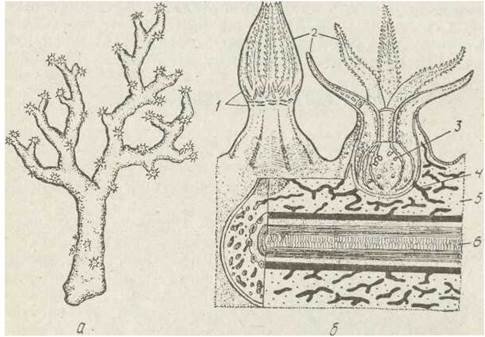 Corallium rubrum рисунок