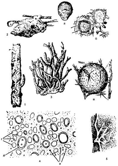 Геммула бодяги строение