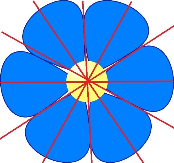 Радиально симметричные цветки