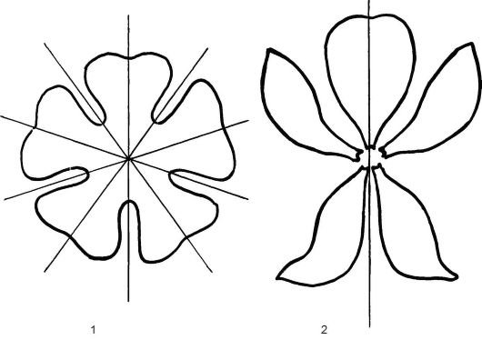 Актиноморфный околоцветник