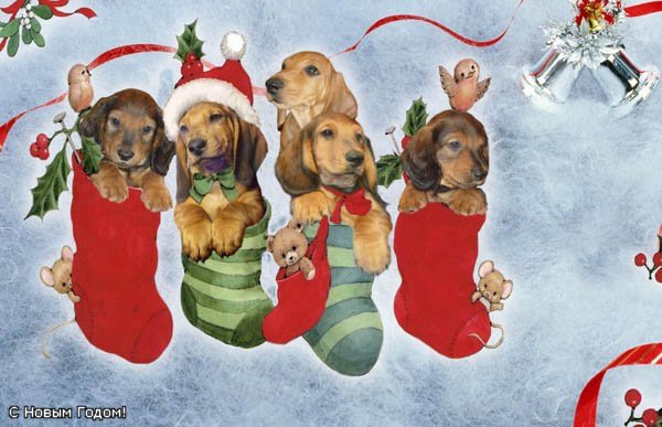 Новогодняя открытка с таксой