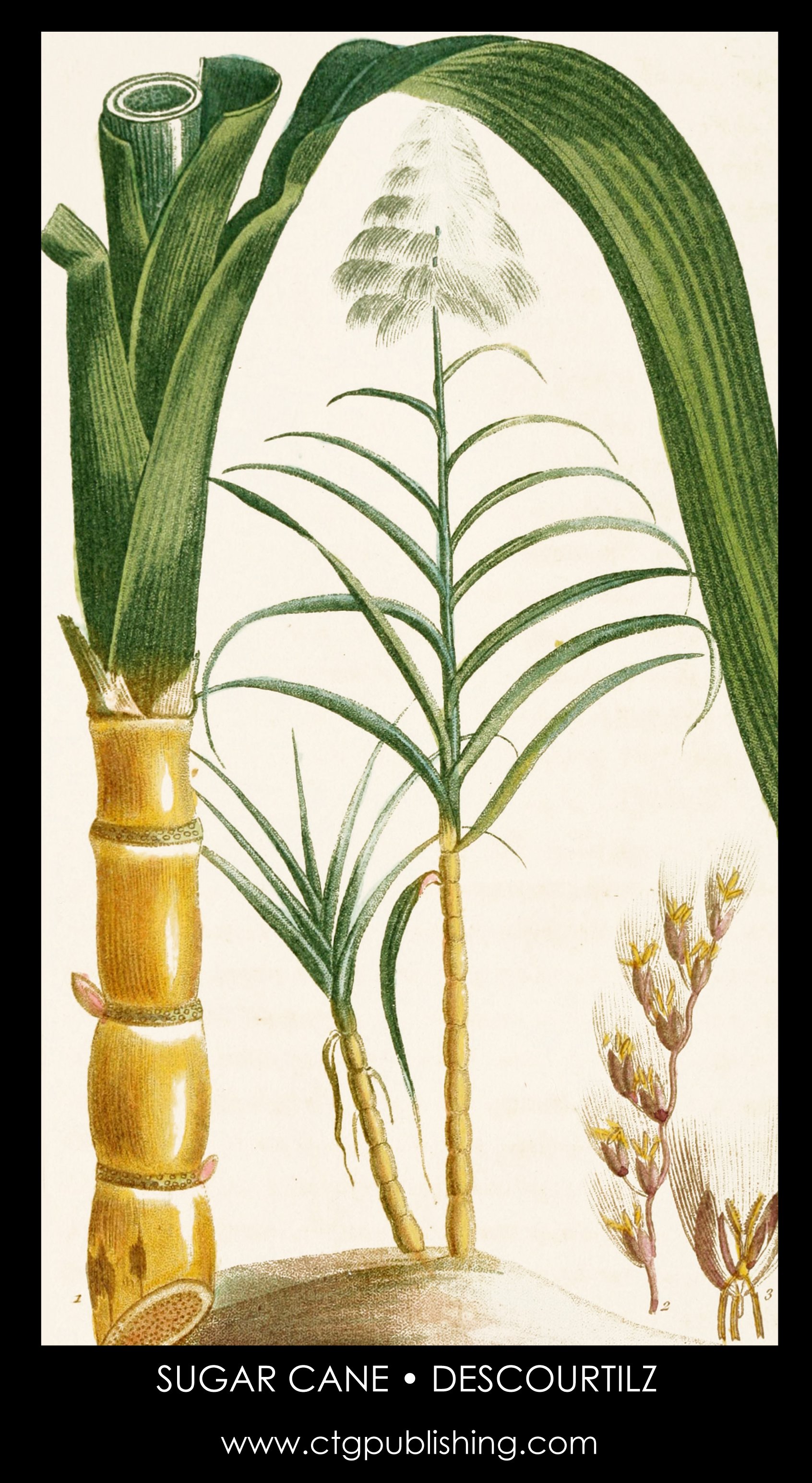 Г сахарный тростник. Сахарный тростник цветок. Сахарный тростник стебель Соломина. Сахарный тростник и бамбук. Сахарный тростник рисунок.