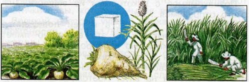 Сахарная свекла и тростник