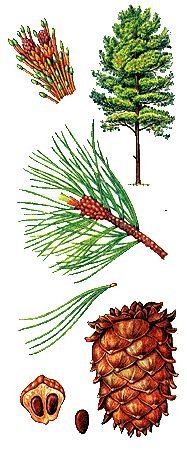 Шишки хвойники лиственницы