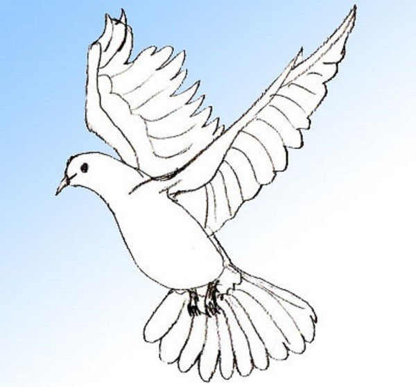 Голубь рисунок карандашом