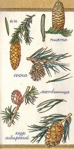 Пихта шишки и хвоинки