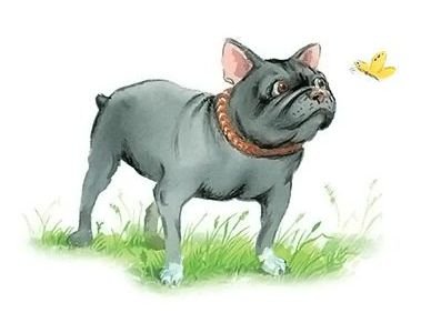 Булька толстой