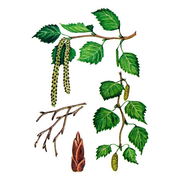 Береза повислая почки