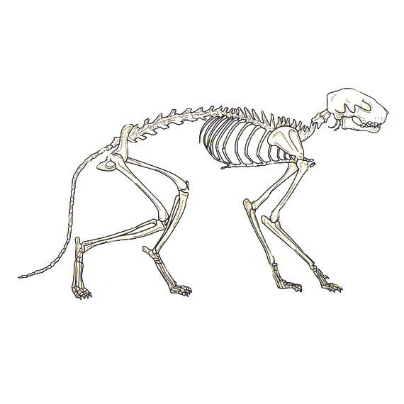 Скелет кошки анатомия