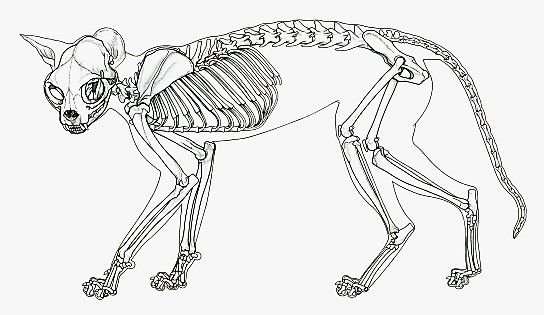 Скелет кошки сбоку
