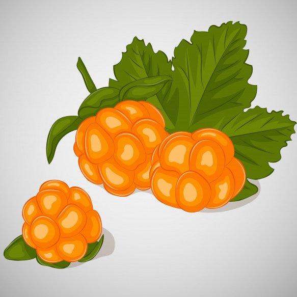 Морошка рисунок