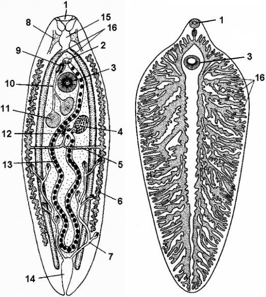 Сосальщики черви строение