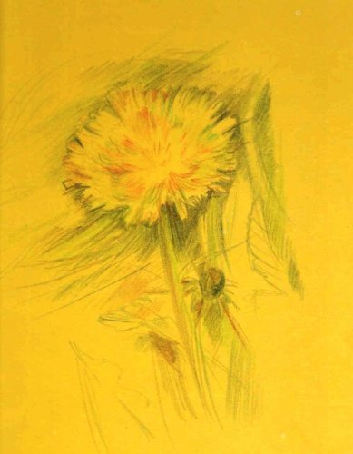 Одуванчики цветными карандашами