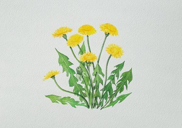 Этапы рисования одуванчика для детей