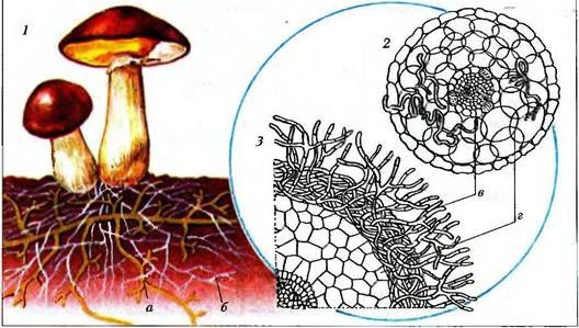 Микориза строение